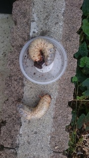 カブトムシ.jpg